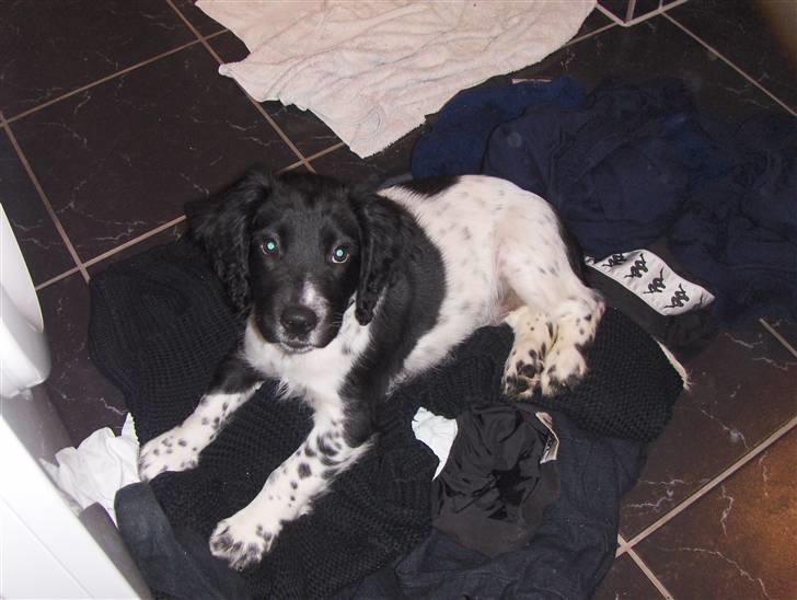 Field Trial spaniel Onlyone´s bobby (Kenzo) billede 1