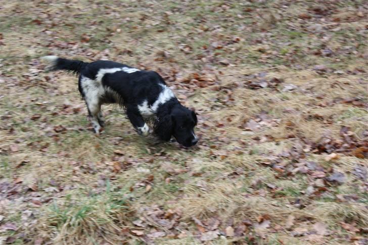 Field Trial spaniel Onlyone´s bobby (Kenzo) billede 2