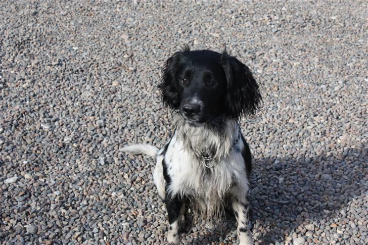 Field Trial spaniel Onlyone´s bobby (Kenzo) billede 3