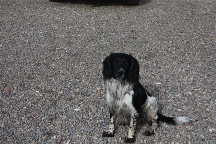 Field Trial spaniel Onlyone´s bobby (Kenzo) billede 4