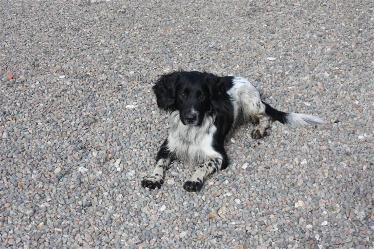 Field Trial spaniel Onlyone´s bobby (Kenzo) billede 5