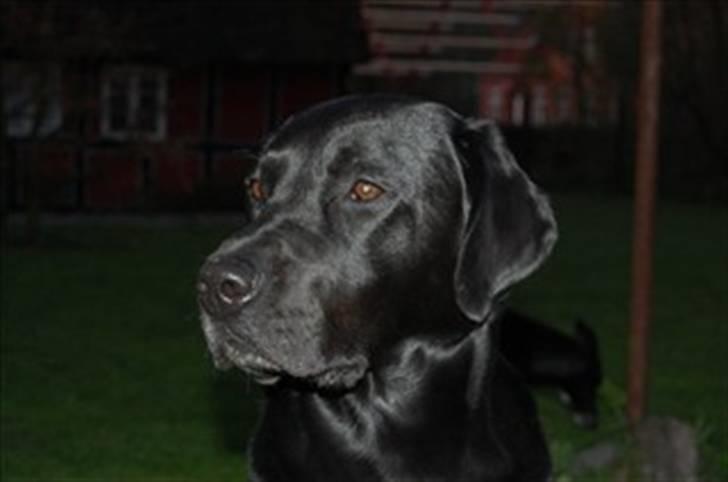 Labrador retriever MY BOY CHESTER billede 8