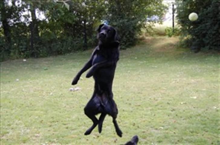 Labrador retriever MY BOY CHESTER billede 9