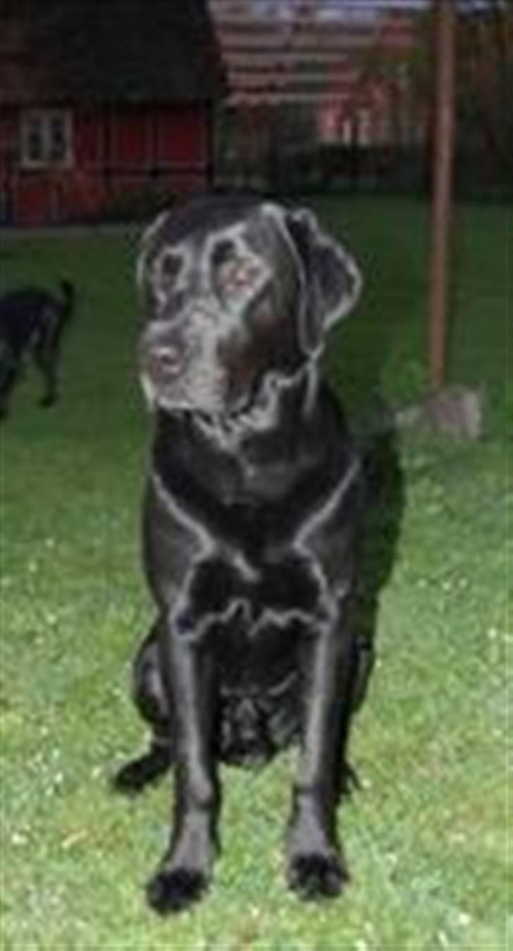 Labrador retriever MY BOY CHESTER billede 10