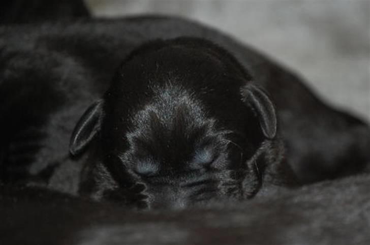 Labrador retriever MY BOY CHESTER - chesters nye hvalpe...... billede 11