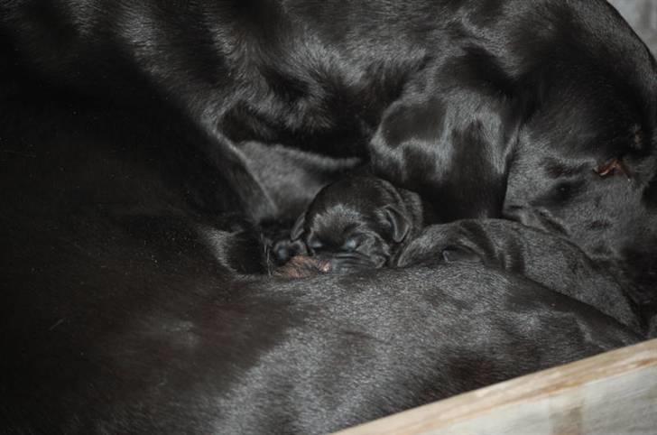 Labrador retriever MY BOY CHESTER billede 12