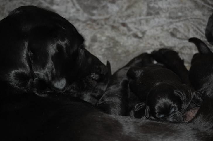 Labrador retriever MY BOY CHESTER billede 13