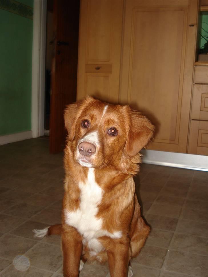 Nova scotia duck tolling retriever Lucky billede 1