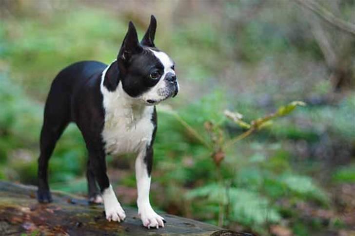 Boston terrier Please, Don`t Tease - Billedet taget på gåturen d. 15.sept. 2010 billede 18