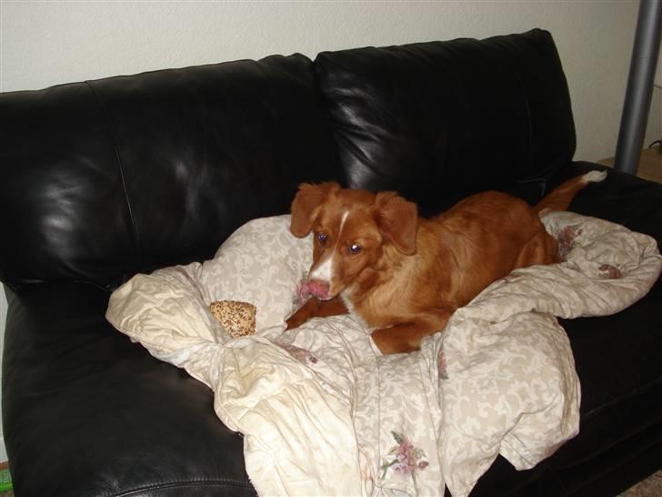 Nova scotia duck tolling retriever Lucky billede 2