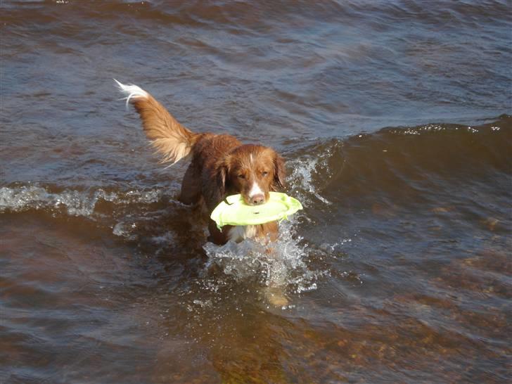 Nova scotia duck tolling retriever Lucky billede 3