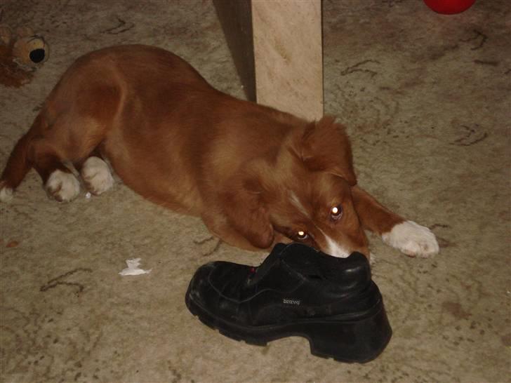 Nova scotia duck tolling retriever Lucky billede 4