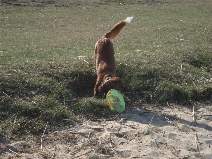 Nova scotia duck tolling retriever Lucky billede 5