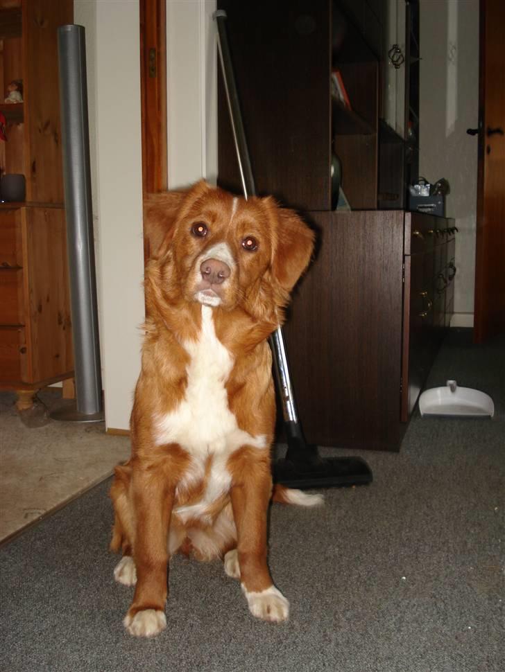 Nova scotia duck tolling retriever Lucky billede 6