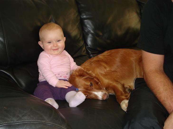 Nova scotia duck tolling retriever Lucky billede 7