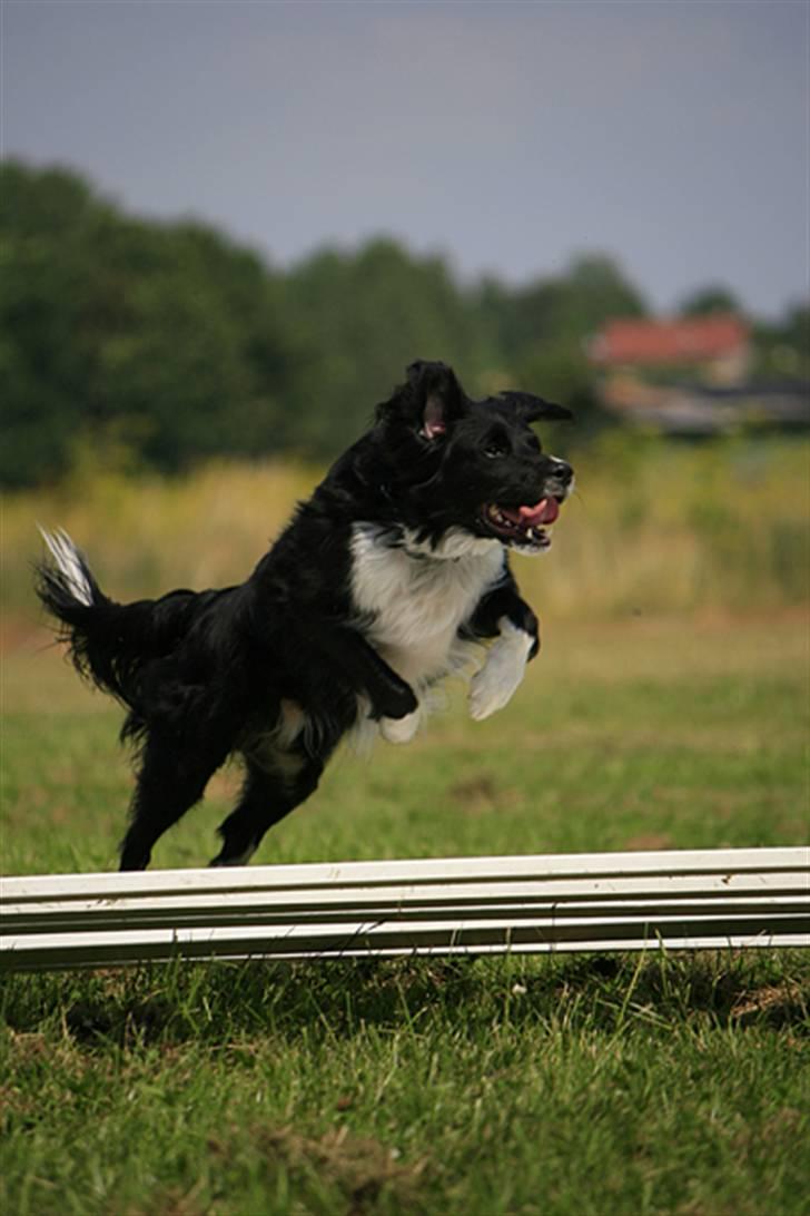 Border collie Joy billede 12