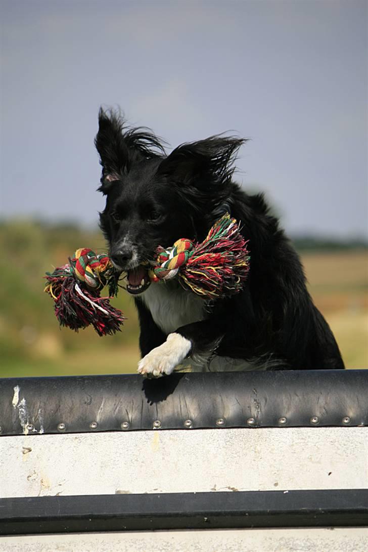 Border collie Joy billede 13