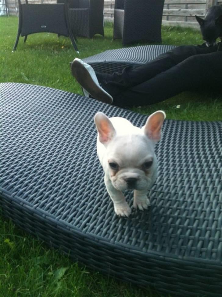 Fransk bulldog Cleopatra billede 7