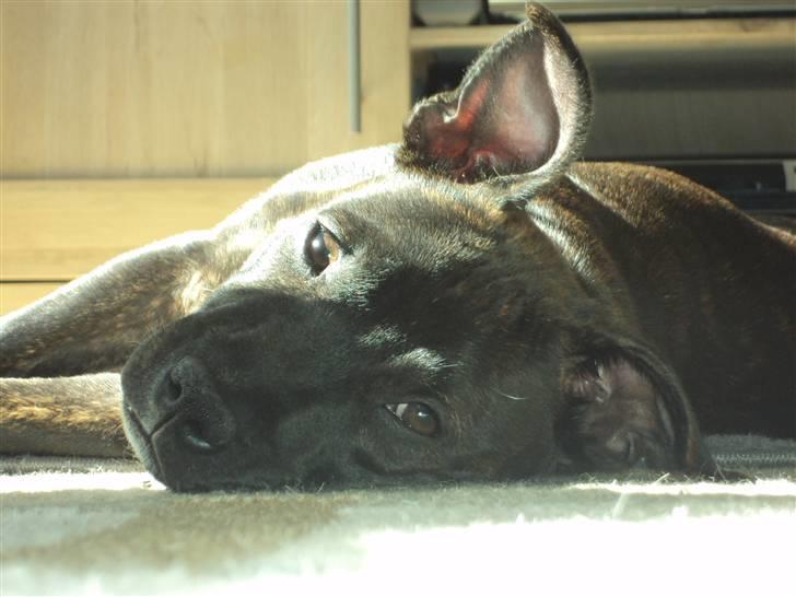 Staffordshire bull terrier Enzo - <3 18 uger gammel. billede 4