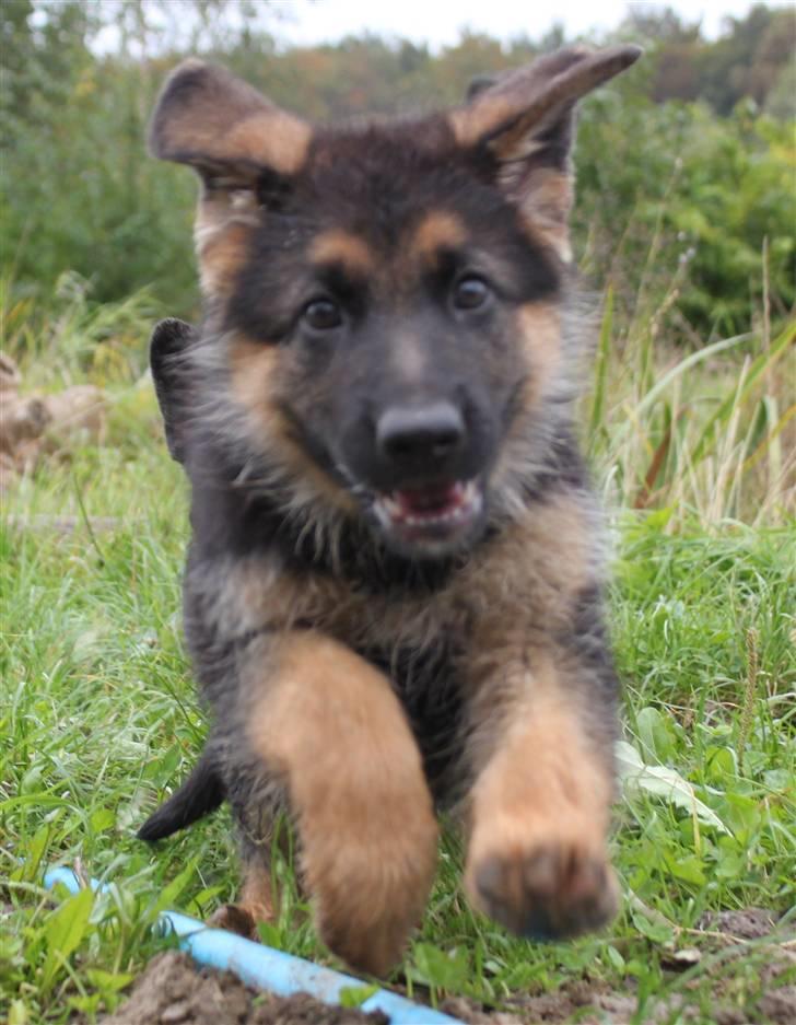 Schæferhund Pascali´s Macon billede 1