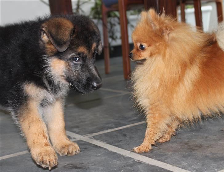 Schæferhund Pascali´s Macon billede 2