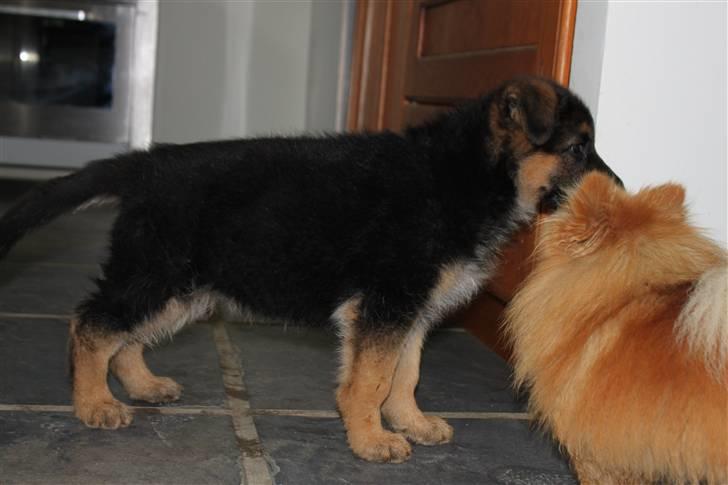 Schæferhund Pascali´s Macon billede 3