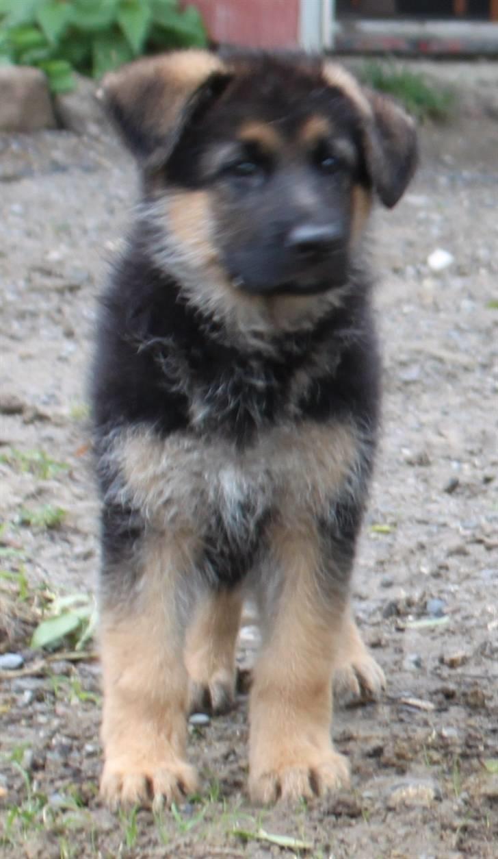 Schæferhund Pascali´s Macon billede 4