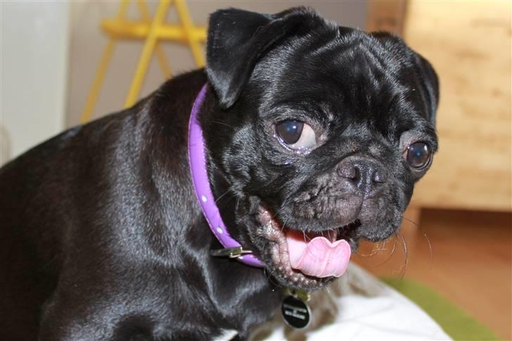 Mops Tille - gaaaaaaaaaaaaaaaaaaaaaaaaaaaaaaaab...  billede 8