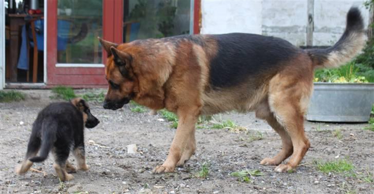 Schæferhund Pascali´s Macon billede 5