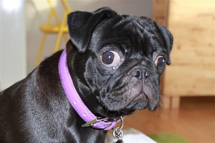 Mops Tille - HVAD?! billede 9