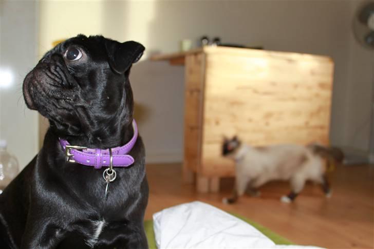 Mops Tille - hvor er katten? jeg kan altså ikk se nogen... billede 10