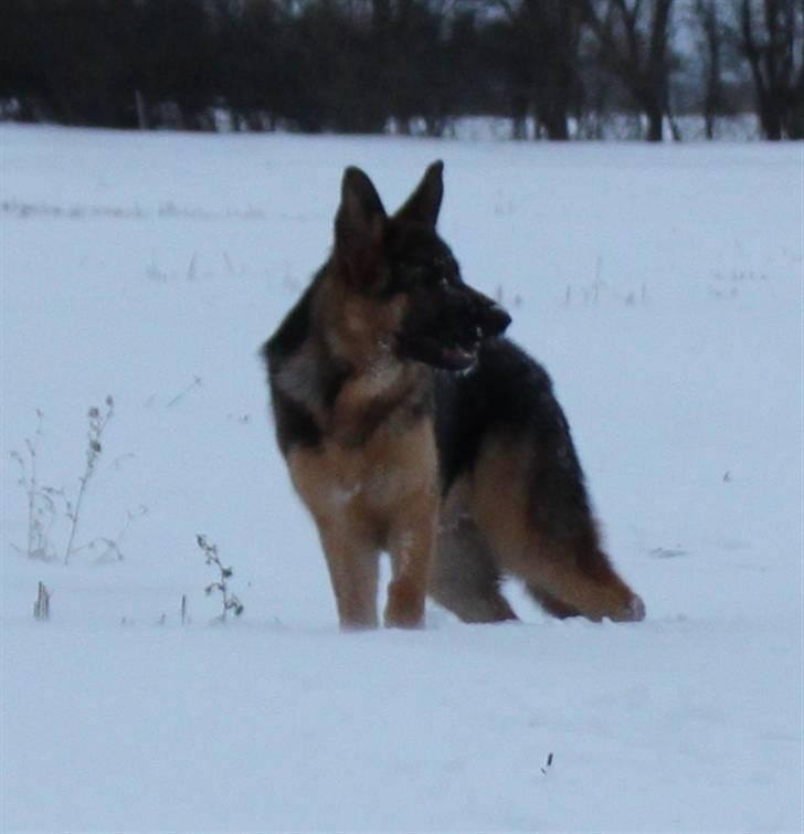 Schæferhund Pascali´s Macon billede 6