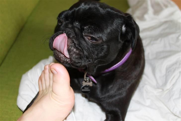 Mops Tille - mmmmmmmh... de lækre tær! guffe guffe  billede 11