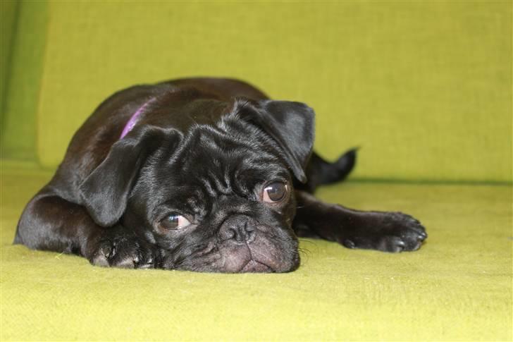 Mops Tille - er så træt billede 12