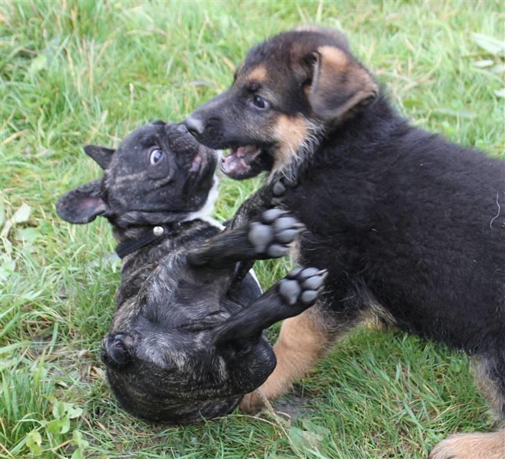 Schæferhund Pascali´s Macon billede 7
