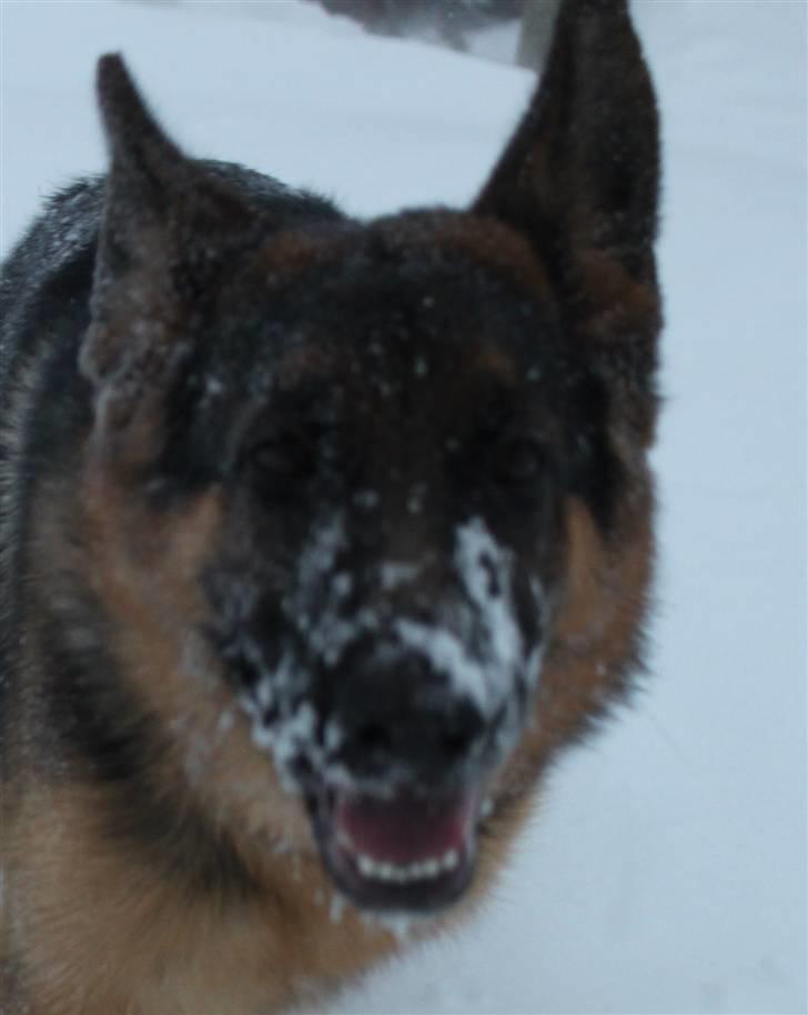 Schæferhund Pascali´s Macon billede 8