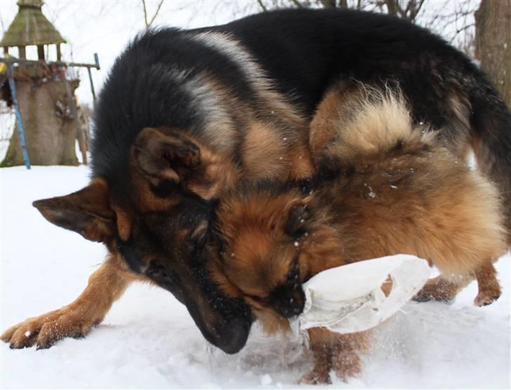 Schæferhund Pascali´s Macon billede 9