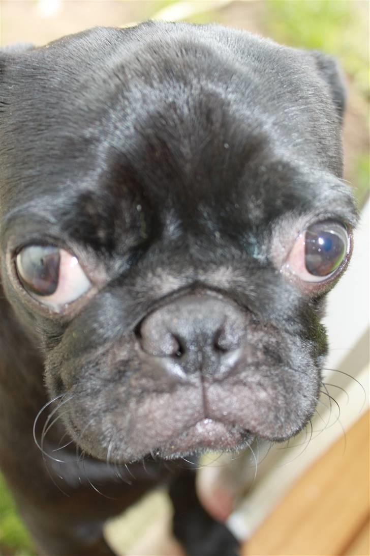 Mops Tille - hvad glor du på? billede 13