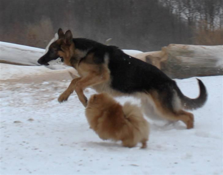 Schæferhund Pascali´s Macon billede 10
