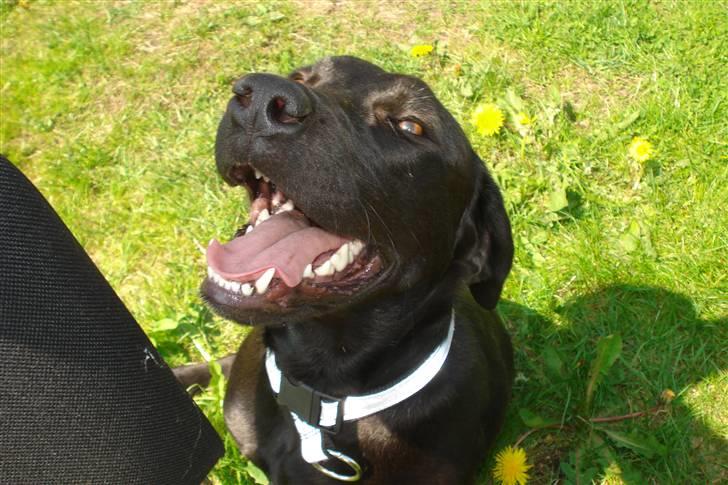 Blanding af racer Dina billede 1