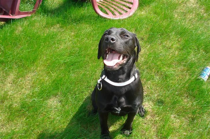 Blanding af racer Dina billede 2