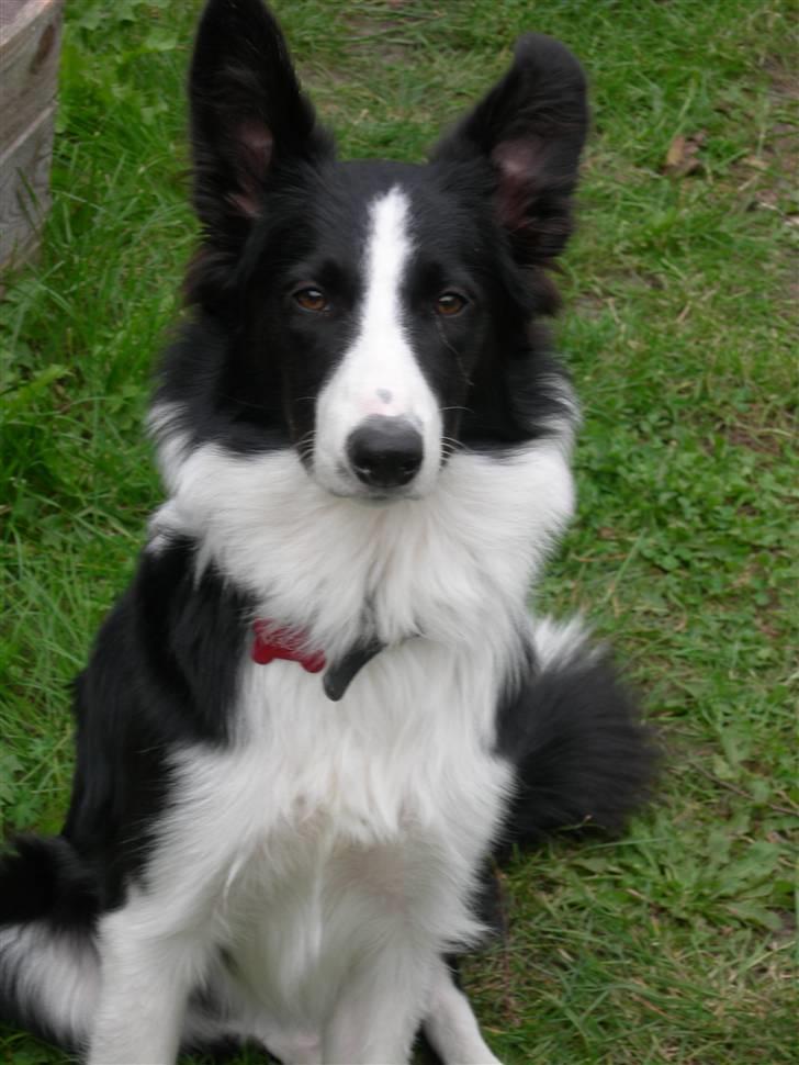 Border collie Maggie<3 Himmel hund - Savnet og Elsket billede 1