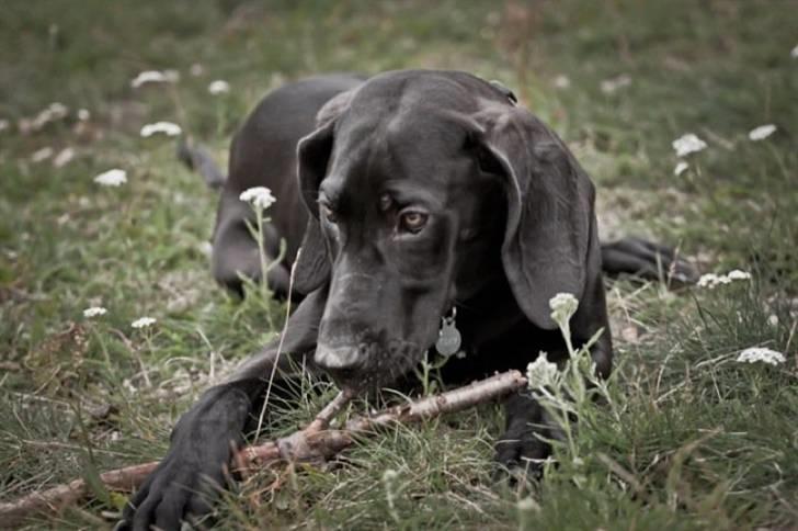 Blanding af racer Tony - Smukke Tony billede 1