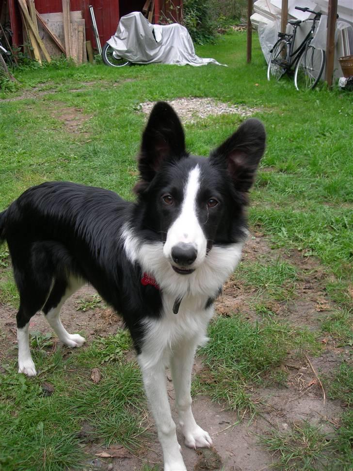 Border collie Maggie<3 Himmel hund billede 2
