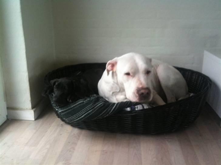 Blanding af racer Tony - Første gang  Tony og Cano puttede sammen billede 2