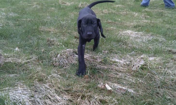 Blanding af racer Tony billede 3