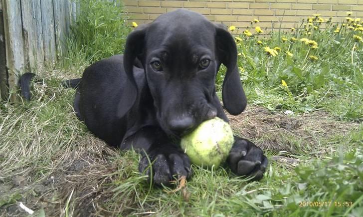 Blanding af racer Tony - det er min bold billede 4