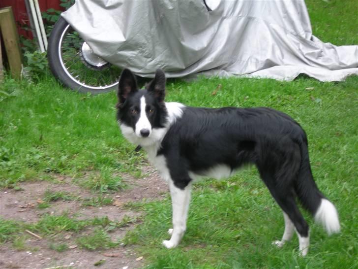 Border collie Maggie<3 Himmel hund billede 3