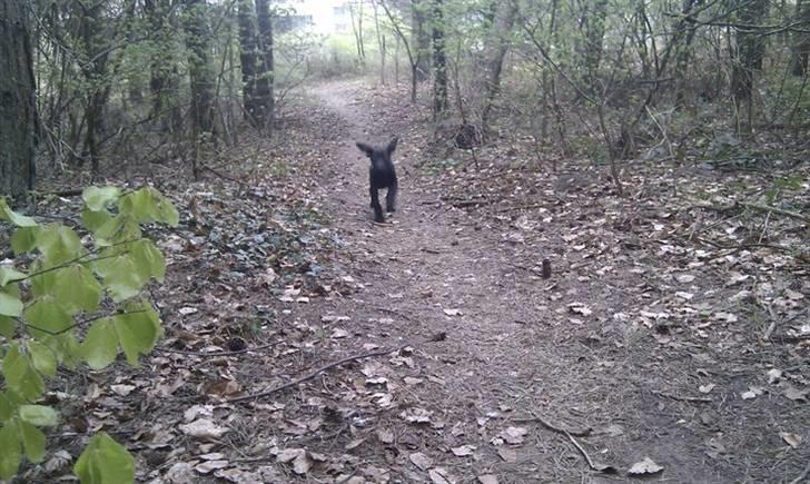 Blanding af racer Tony billede 5