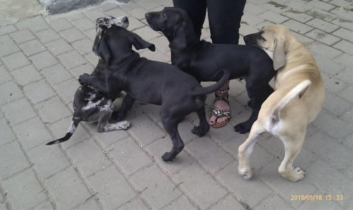 Blanding af racer Tony billede 6